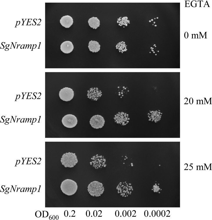 Figure 7