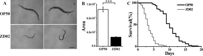 FIG 1