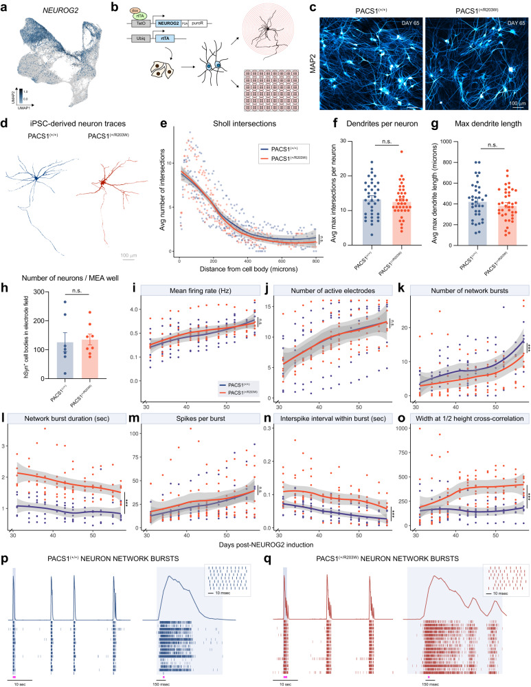 iPSC-derived models of PACS1 syndrome reveal transcriptional and ...