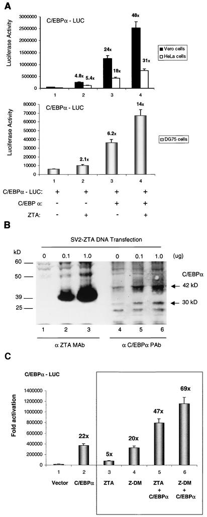 FIG. 11.