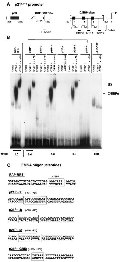 FIG. 12.