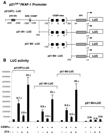 FIG. 13.