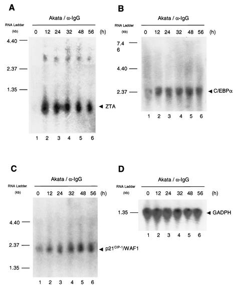 FIG. 7.