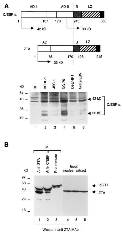 FIG. 2.