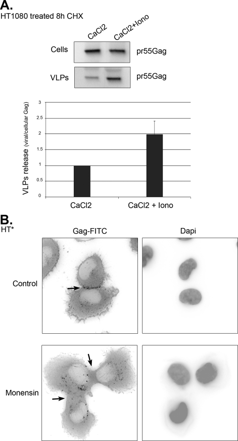 FIGURE 11.