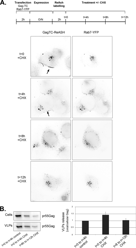 FIGURE 9.