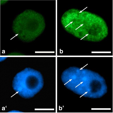 Fig. 9