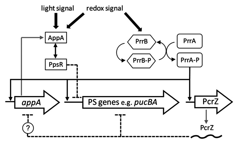 graphic file with name rna-10-347-g1.jpg