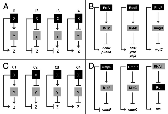 graphic file with name rna-10-347-g2.jpg