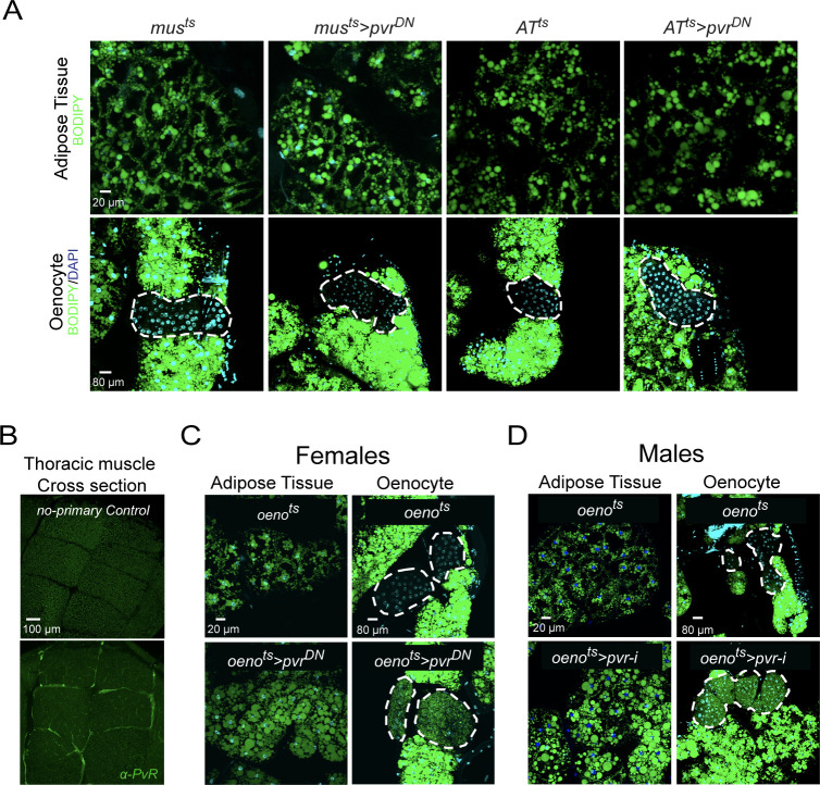 Figure 2—figure supplement 2.