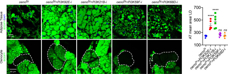 Figure 3—figure supplement 1.