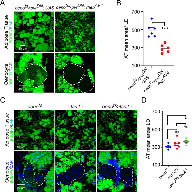 Figure 4—figure supplement 1.