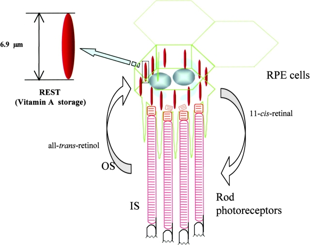 Figure 7.