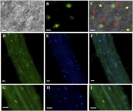 Figure 11.