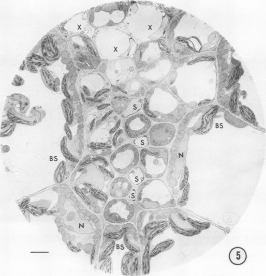 Fig. 5