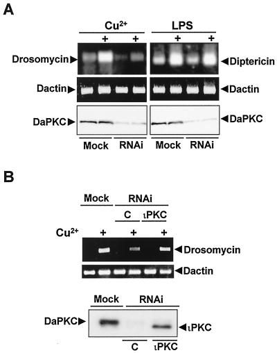 FIG. 1.