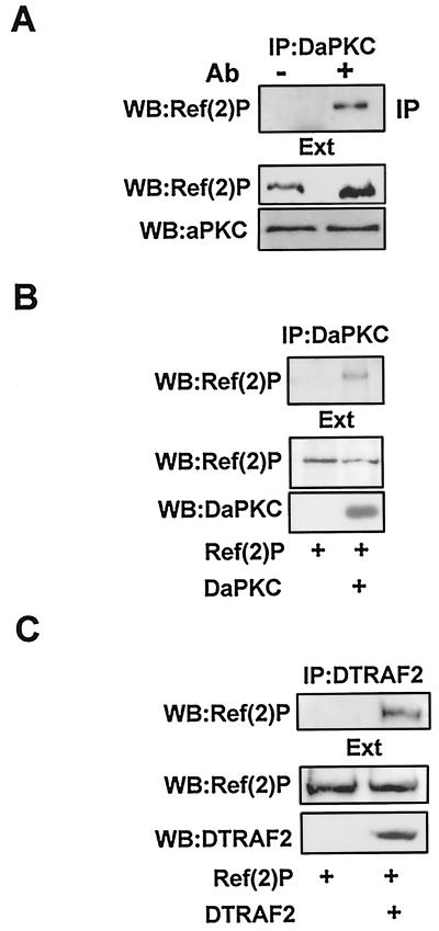 FIG. 9.