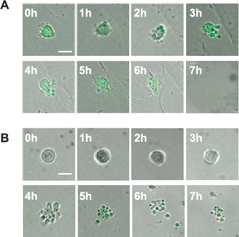 Fig. 3