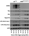 Figure 1. <b>Timecourse northern blots examining glycolytic gene expression in control and <i>shadow</i> mutant embryos</b>