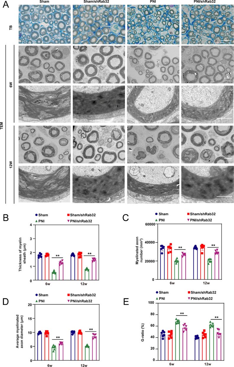 Fig. 6