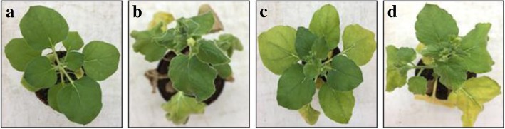 Fig. 7