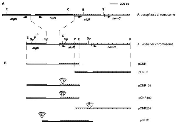 FIG. 1