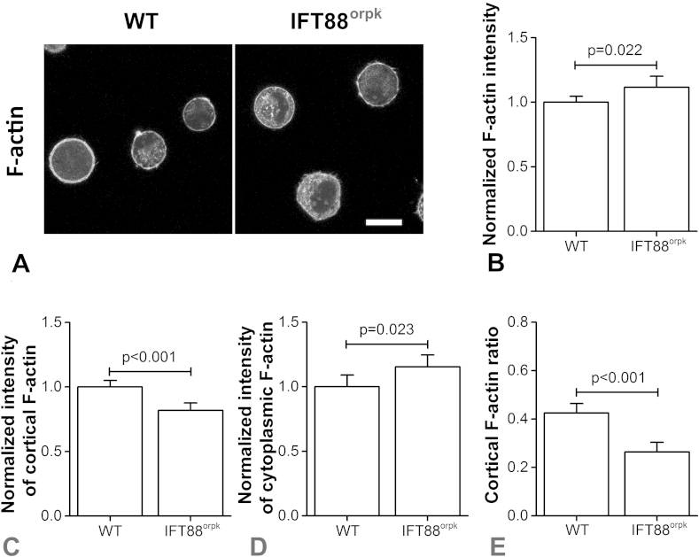 Fig. 3