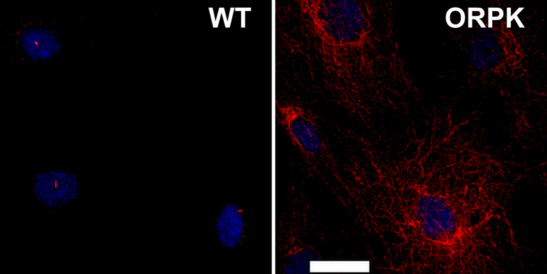 Fig. S1