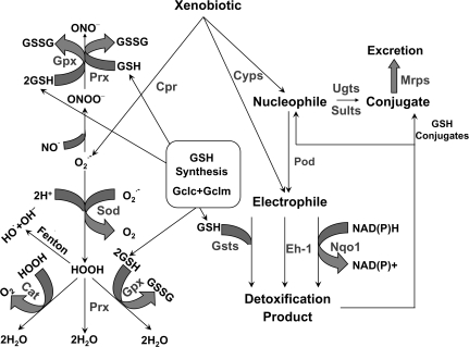 FIG. 1.