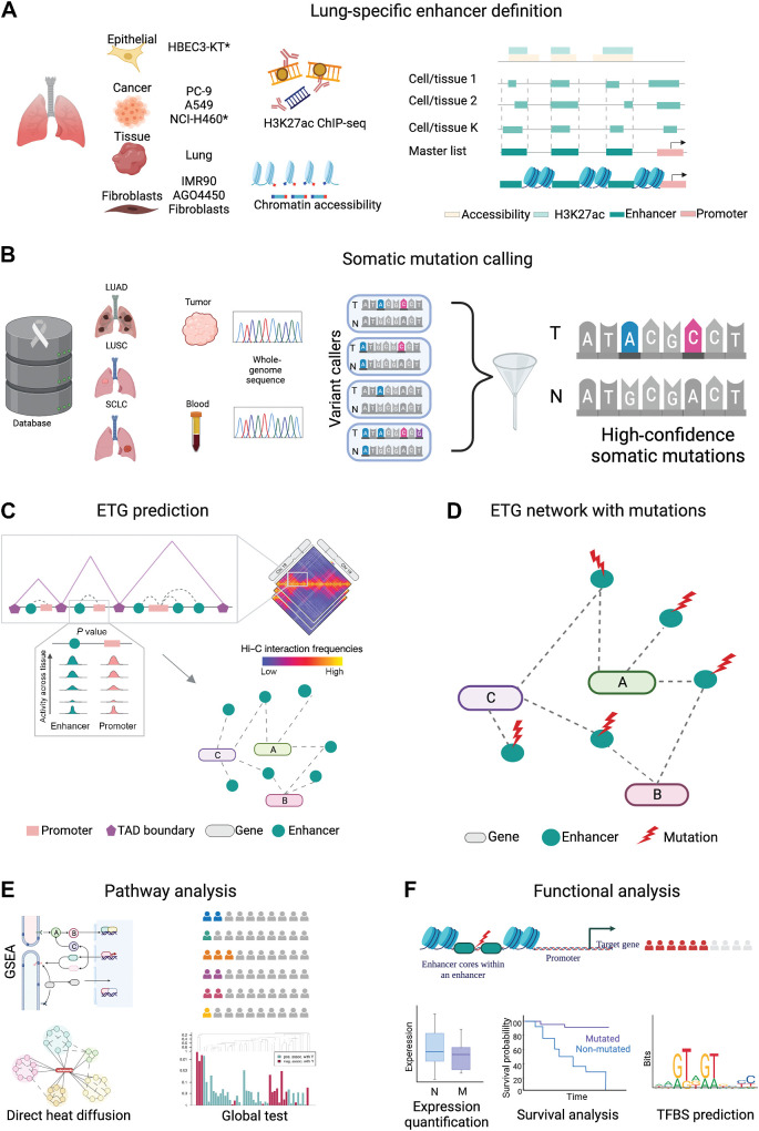 Figure 1. Methodological framework overview. Schematic illustration of our workflow for enhancer mutation characterization. A, Lung-specific enhancer definition from eight different lung cell and tissue types. ChIP-seq for open chromatin (H3K27ac) and chromatin accessibility (DNase-seq or ATAC-seq) from each sample are intersected to obtain cell-specific putative enhancers. The union of the regions from each cell creates the master list after removing regions overlapping with promoters and exons. *, in the cell line, indicates the in-house data. B, Somatic mutation calling. Whole-genome sequencing data of tumor and corresponding normal blood of three lung cancer cohorts viz., LUAD, LUSC, and SCLC obtained from public resources are processed using an ensemble mutation calling approach to identify somatic mutations. C, Enhancer–target gene prediction using canonical correlation of functional genomics data to investigate the synchronized activity of enhancer–promoter pairs across multiple cell types. Implementation of the 3D colocalization information encoded in hierarchical contact score to control for FDR in multiple testing hypotheses. D, Reconstructed ETG network with somatic mutations in enhancers. Lung-specific enhancer regulatory network reconstructed with somatic mutations at enhancers obtained through steps A, B, and C. Dark cyan circles represent enhancers, red lightning marks represent mutations, and colored ovals represent genes. E, Aggregation of enhancer mutations at the pathway level. Pathway level enrichment of TGEM is performed using three approaches, that is, over-representation analysis to determine biological pathways with TGEM enrichment, direct heat diffusion to determine significantly affected sub-networks, and a global test to assess the effect of TGEM on gene expression at the pathway level. F, Functional analysis to characterize recurrently mutated enhancers. Recurrently mutated enhancer cores are determined for the functional characterization of a relevant enhancer mutation. The effect of the enhancer mutation on the target gene expression is assessed by stratifying patients based on the presence of the enhancer mutation. Similarly, survival probability is estimated in patients stratified on the basis of the presence of the enhancer mutation. TFBS alteration in the enhancer core upon somatic mutation is assessed to determine the mechanistic effect of enhancer mutation. (Created with BioRender.com.)