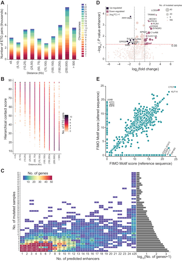 Figure 4. Enhancer–target gene pairing. A, Distance between enhancer and predicted target gene. The x-axis denotes the distance (in Kb) between the enhancer and the predicted target gene, and the y-axis denotes the number of ETG pairs in the distance range. Each bar represents the total number of ETG pairs (in thousands) within the distance range per chromosome, as indicated in the legend on the right. B, Hierarchical contact score and the distance between ETG pairs. Bubble plot representing the number of ETG pairs (color) with HC score (y-axis) and the distance between the enhancer and the predicted target gene in Kb (x-axis). C, Number of enhancers versus number of mutated samples. Heat map showing the number of enhancers predicted for a gene (x-axis) compared with the number of enhancers mutated (y-axis). The color of the square indicates the number of genes with x number of enhancers and y number of mutated samples. D, Differential gene expression between genes with enhancer mutations. The volcano plot displays the log2-fold change expression (x-axis) between samples grouped by the specific enhancer mutation status of each gene (with vs. without enhancer mutations). Transcripts with significant difference and log2-fold change >1 are highlighted in pink, or log2-fold change < −1 are highlighted in violet. The y-axis is the −log10(P value) of the coefficient for enhancer mutations in the linear regression model. The horizontal red line marks the P value of <0.05 significance threshold. The size of the circles for significantly altered genes indicates the number of associated enhancers mutated. E, Transcription factor–binding sites at enhancer cores. Scatter plot showing the TF motif score computed by FIMO at enhancer core with the reference sequence (x-axis) and altered sequence (y-axis).