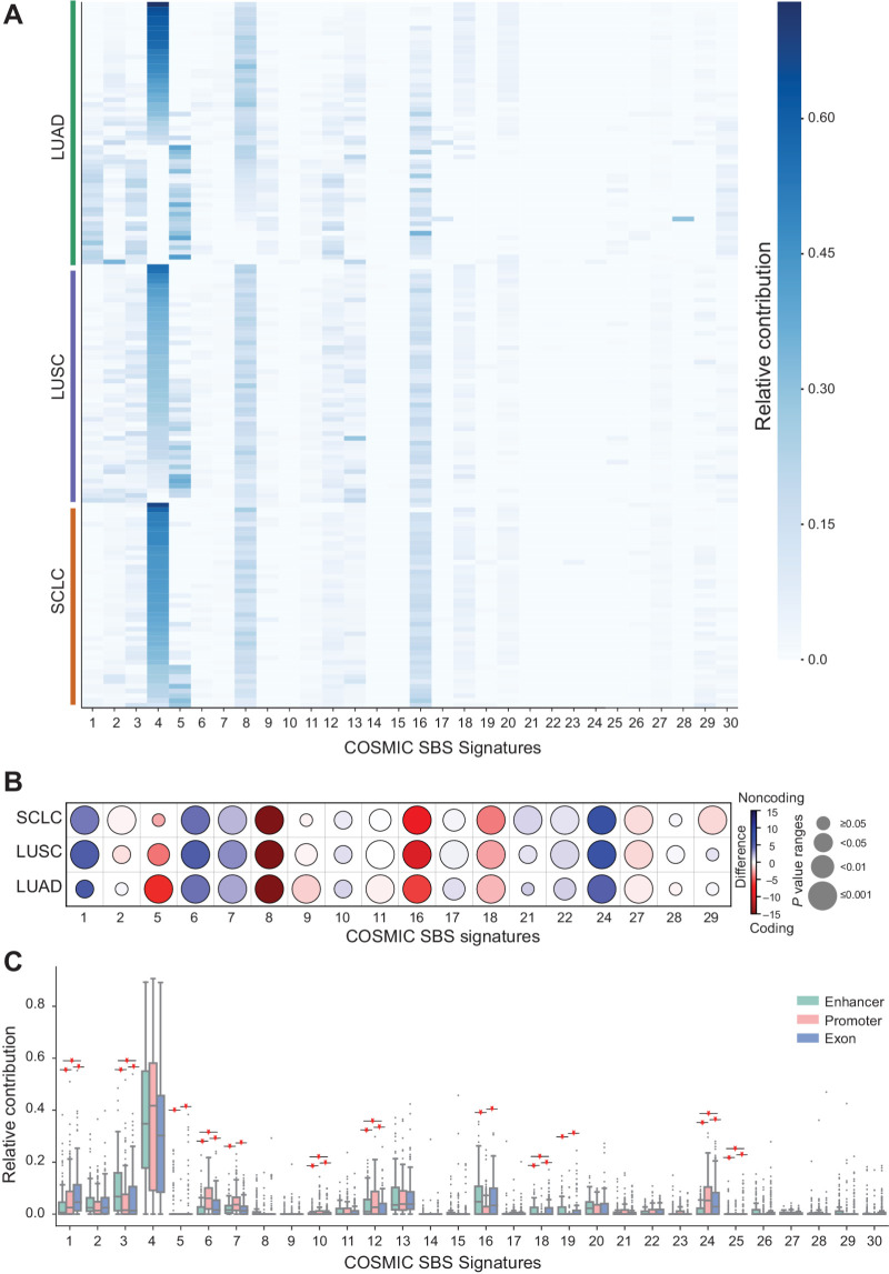 Figure 3. Mutation signatures comparison. A, Mutation signatures in lung cancer cohort. Heat map of the relative contribution of each COSMIC single-base substitutions (SBS) signature for each sample. The samples are grouped on the basis of the lung cancer subtype indicated by the color band (orange, SCLC; purple, LUSC; and green, LUAD). B, Mutation signature difference between coding and the noncoding genome. Comparison of underlying signature distribution between coding and noncoding regions in LUAD, LUSC, and SCLC for a subset of COSMIC SBS signatures. For a given signature, the color of the marker corresponds to the difference between the mean contribution in coding and the noncoding region. The size represents the P value (Wilcoxon rank-sum test). Only the subset of signatures with significant contribution differences in at least one of the cohorts (P < 0.05) are reported. C, Mutation signature associated with the enhancers, promoters, and exons. Box and whiskers plots of the relative contribution of mutation signature in enhancers (dark cyan), promoters (salmon pink), and exons (powder blue). The statistical significance of comparisons (P value < 0.05) is presented as star marks. Each point in the boxplot represents a sample.