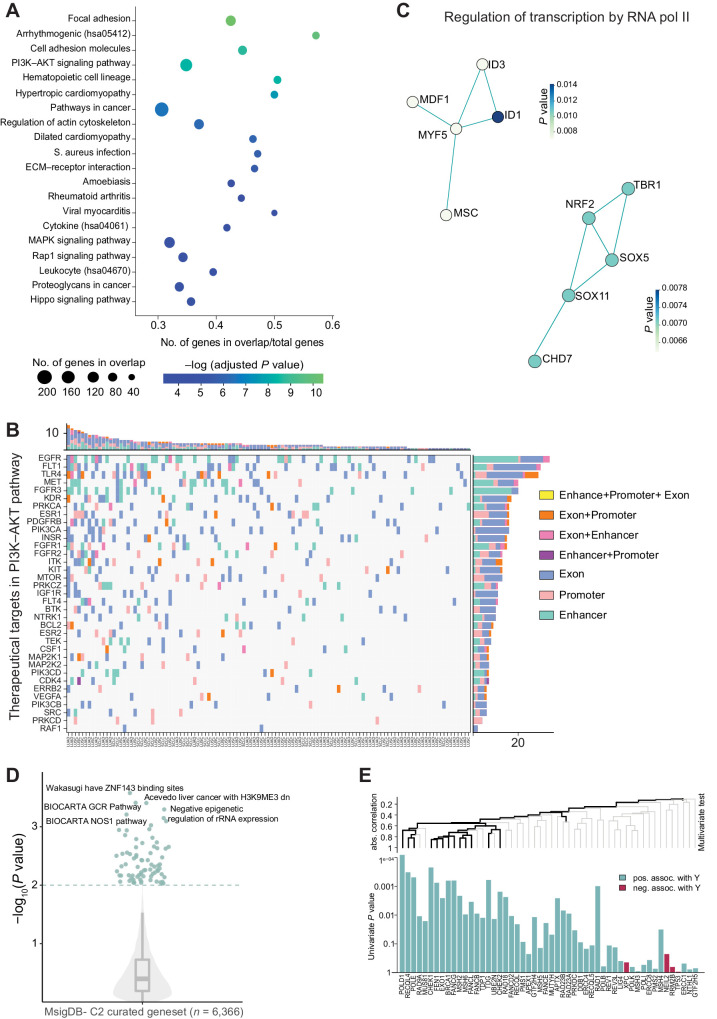 Figure 5. Pathway level enrichment of enhancer mutations. A, Scatter plot shows the over-representation of genes with enhancer mutations in the KEGG pathway. The x-axis represents the ratio of the overlapping genes to the total number of genes in the pathway. The size of the circle denotes the number of genes in overlap, and the color shows the negative logarithmic adjusted P value. B, Mutational landscape of the PI3K–AKT pathway. Co-mutation plot showing druggable PI3K–AKT signaling pathway genes (y-axis) affected in lung cancer samples (x-axis) by mutations in enhancers, promoters, and exons as indicated in the legend on the right. The top stacked bar plot shows the number of mutations in each sample, and the gene-wise mutation rate is displayed on the right. C, Network view of protein interactions among two sub-networks of regulation of transcription by RNA Pol II identified by HotNet2. Interactions between proteins in the sub-network from each interaction network are colored on the basis of a P value. D, Significantly altered gene sets (MSigDB-C2 curated). The violin plot shows the gene sets that are affected by TGEM. E, Hierarchical clustering graph of the WAKASUGI_HAVE_ZNF143_BINDING_SITES gene set from MSigDB C2 gene set. The gene plot shows the P value associated with the impact of the enhancer mutation on the gene expression. The part of the clustering graph with a significant P value is plotted in black.