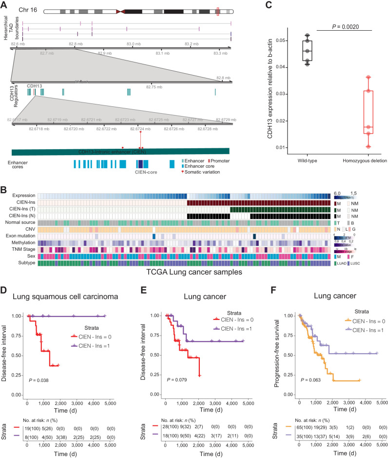 Figure 6. CDH13 insertion variation. A, CDH13 enhancer loci at chromosome 16. The top shows the hierarchical TAD boundaries in the lung tissue within the locus 82.6 Mb to 83.3 Mb in chromosome 16. The next is the zoomed-in version between chr16: 82.6 Mb to 82.8 Mb, showing the location of the CDH13 promoter (salmon) and enhancers associated with CDH13 (dark cyan). The next shows the enhancer of interest (chr16:82.6718Mb–82.6728Mb) with enhancer mutations (red lollipop)—the height of the lollipop reflects the number of mutations found across the patient cohort. The last shows the enhancer cores in blue, with the most mutated enhancer core (CIEN-core) in dark blue. B, CIEN-Ins and patient clinical information. Co-mutation plot shows CDH13 expression [log2(TPM+1)], CIEN-Ins, presence of CIEN-Ins in tumor tissue, presence of CIEN-Ins in matched normal, source of normal (blood or tissue), copy-number variation (CNV; as neutral N, loss L, and gain G), exon mutation (number of mutations), promoter methylation (beta values), TNM staging of cancer, sex of the patient, and the lung cancer subtype are represented by indicated colors in the legend on the right. C, CDH13 expression upon CIEN-Ins deletion. CDH13 gene expression relative to β-actin in wild-type and homozygous deletion of CIEN-Ins in NCI-H460 cell line. The dots represent biological replicates (n = 5). D, Progression-free survival interval probability in lung cancer samples (LUAD+LUSC). E, Disease-free survival interval (DFI) probability in lung cancer samples. F, DFI probability in LUSC samples. For the survival analysis, patients were stratified on the basis of the presence of CIEN-Ins in the tumor, and Kaplan–Meier curves were plotted for the two groups. The risk table with the number of patients is described at the bottom. Differences between the two groups were evaluated using a log‐rank test.