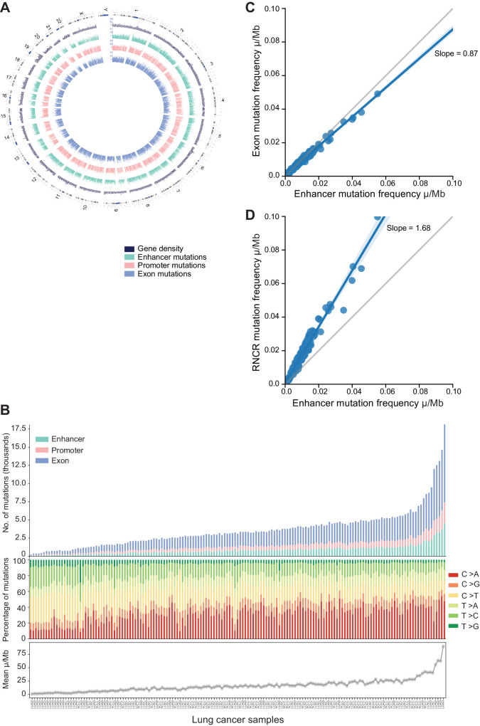 Figure 2. Mutational landscape of lung cancer cohort. A, Circos plot of the global landscape of mutations in patients with lung cancer. Chromosomes are shown on the outermost circle. The following circle is a bar graph of gene density obtained by binning the genome in 1 Mbp windows (dark blue). The next circles from the periphery to the center are the bar graphs representing the number of enhancers (dark cyan), promoters (salmon pink), and exons (powder blue) mutated (log-scale). The scale of each bar graph is represented at the start of chromosome1. Mutations in the noncanonical chromosome (chromosome Y) were removed from the analysis. B, Sample-wise mutation distribution. The bottom shows the line plot representing the mean somatic mutation per Mb in the lung cancer sample. The middle shows the relative proportions in the percentage of the six possible base-pair substitutions, as indicated in the legend on the right. The top shows the stacked bar plot depicting the number of mutated genomic elements. Each bar represents the total number of enhancer mutations (dark cyan), promoter mutations (salmon pink), and exon mutations (powder blue) for a patient. Samples are sorted on the basis of the total number of mutations in exons (x-axis). C, Mutation burden comparisons. Scatter plots showing the mutation burden per Mb in enhancers (x-axis) and exons (y-axis). D, Scatter plots showing the mutation burden per Mb in enhancers (x-axis) and the rest of the noncoding region (RNCR; y-axis). Each blue dot in scatter plots represents a sample, the gray line represents the bisectors, the blue line represents the line of regression, and the slope of the regression is mentioned in the plot.