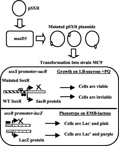 FIG. 1.