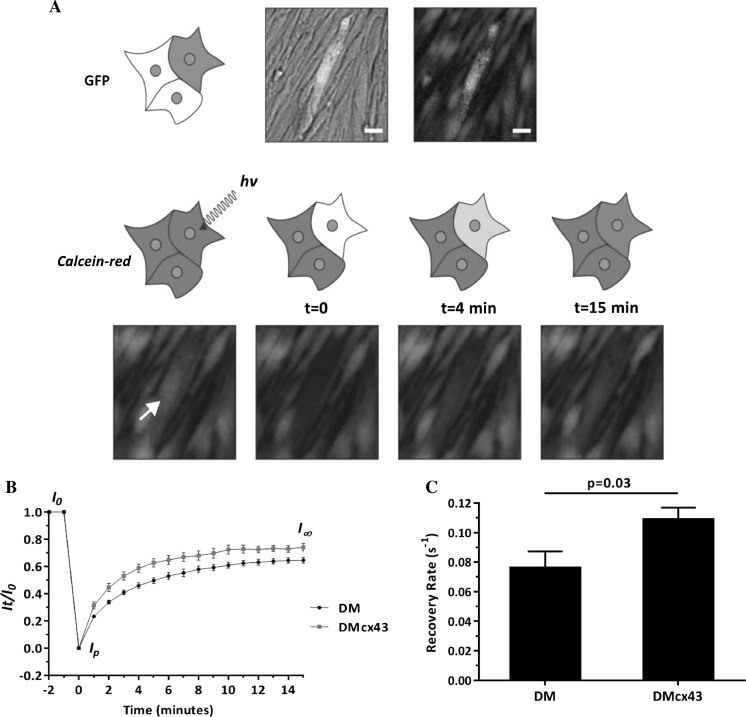 Fig. 3