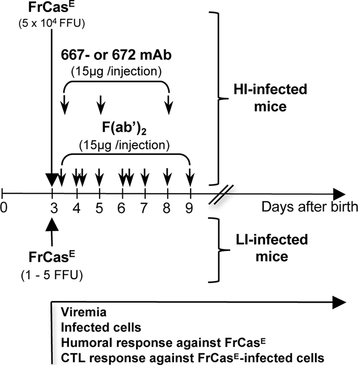 FIG. 1.