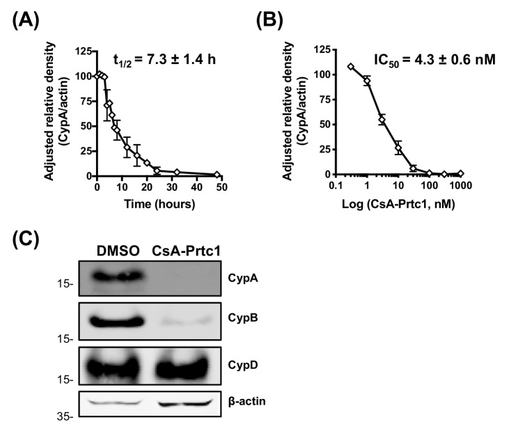 Figure 2—figure supplement 2.