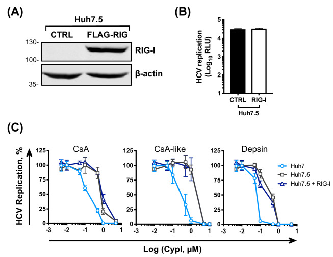 Figure 6—figure supplement 1.