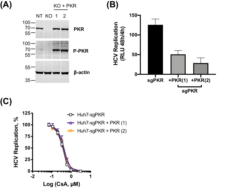 Figure 7—figure supplement 2.