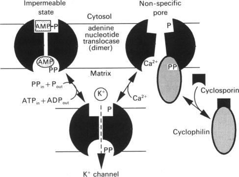 Scheme 1.