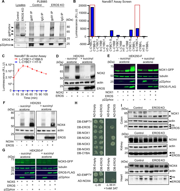 Figure 2—figure supplement 1.