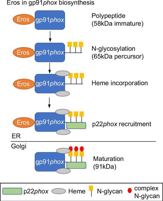 Figure 2—figure supplement 2.