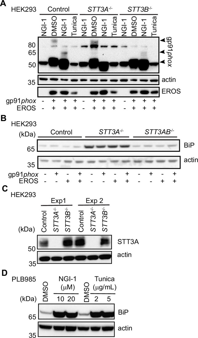 Figure 3—figure supplement 1.