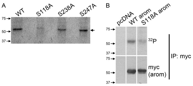 Fig. 5