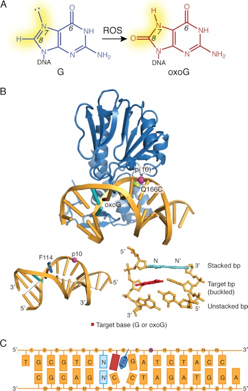 FIGURE 1.