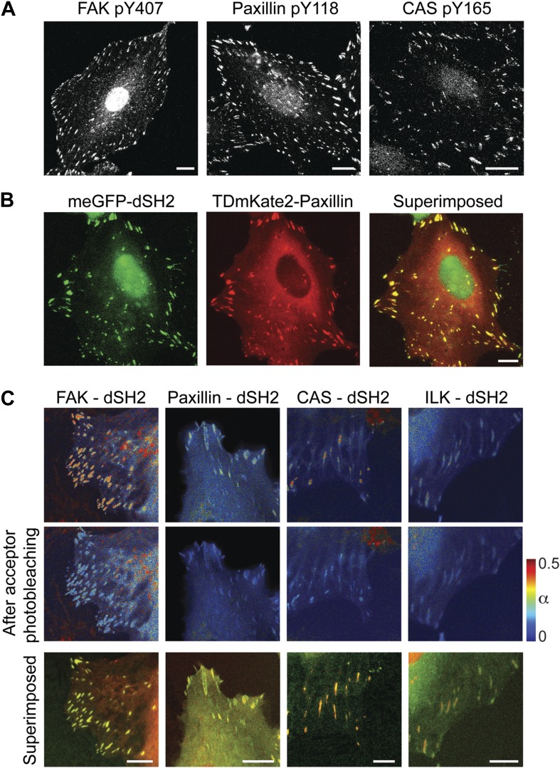 Figure 3—figure supplement 1.