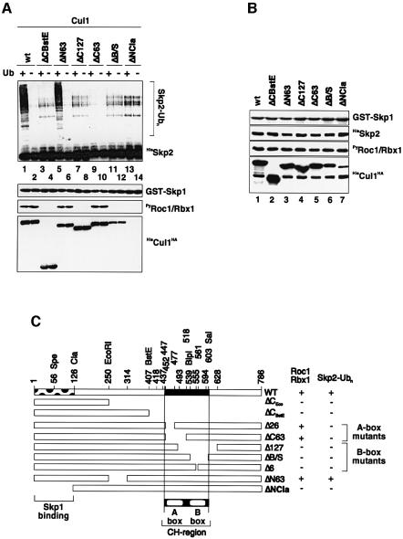 graphic file with name cdd529f5a.jpg