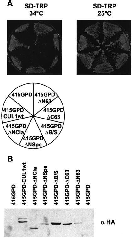 graphic file with name cdd529f7.jpg